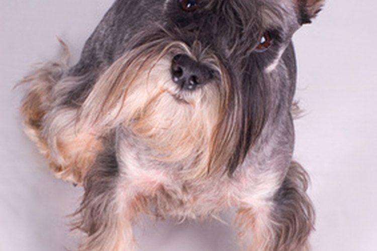 Si tu perro desarrolla alergias, un veterinario puede recomendar un antihistamínico común y barato.