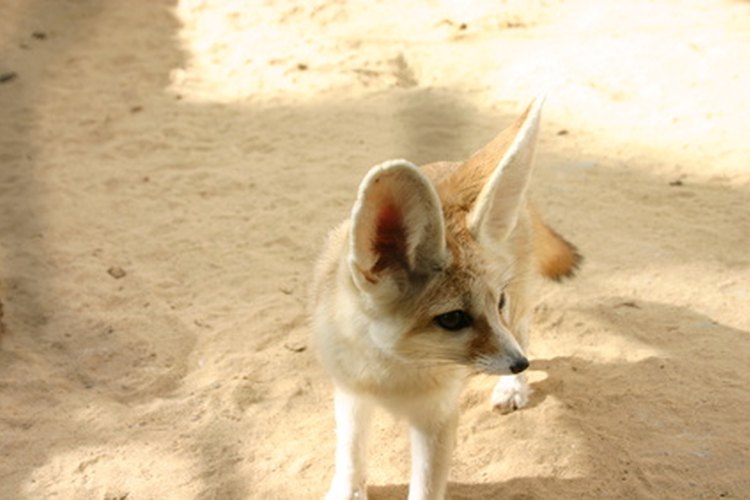 Los oídos del zorro Fennec irradian calor.