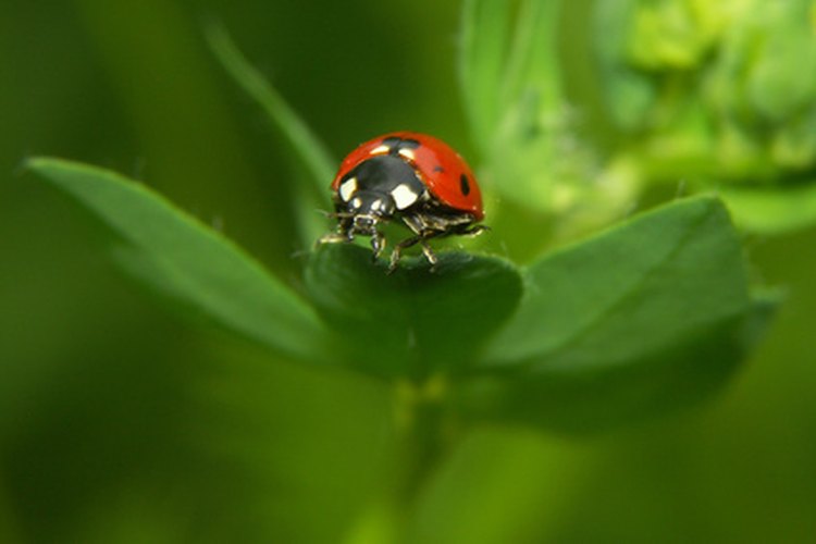 La mayoría de los insectos pasan su vida apareándose.