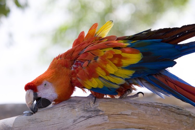 Muchos loros son intrépidos y muy coloridos.