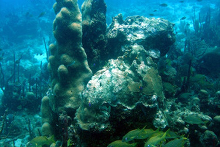 El Gran Arrecife de Coral es un lugar de Patrimonio Mundial de la UNESCO.
