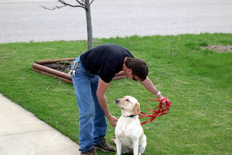 Los perros ciegos, sintiéndose inciertos, pueden volverse confusos y desorientados durante sus paseos.