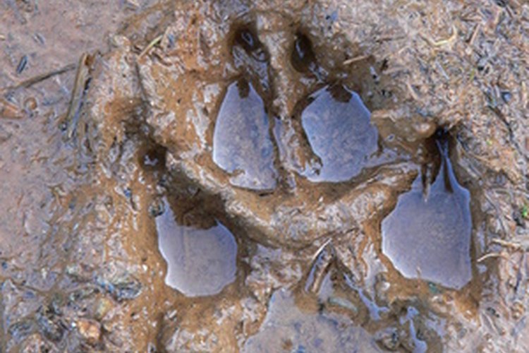 Una huella de una garra canina es distinta a la felina.