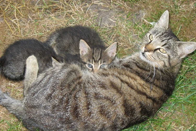Las gatas a veces adoptan a otras crías.