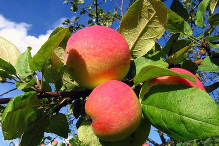 Los manzanos producen fruta cuatro o cinco años después de plantados.