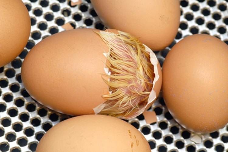 La humedad en una incubadora debería ser controlada para imitar circunstancias naturales, como cuando los huevos se rompen.
