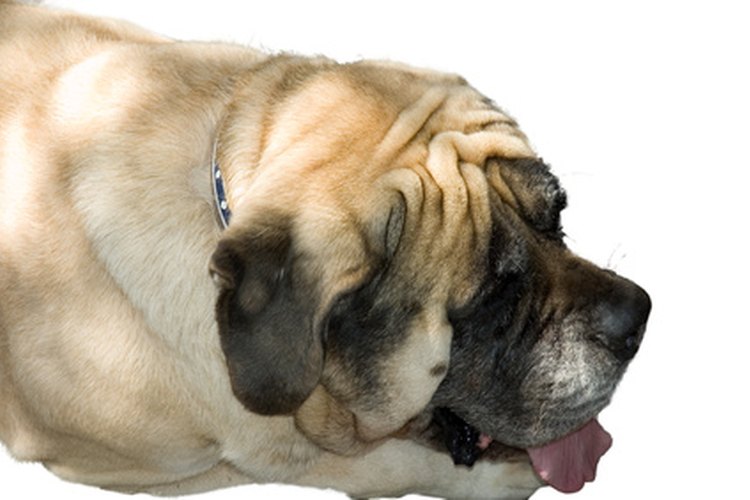 El mini bulldog es una versión más pequeña del bulldog inglés, posiblemente con rastros de pug o bulldog francés.