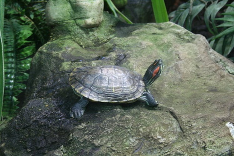 Tu estanque interior para tortugas debe contener una roca plana para que puedan recostarse al sol.