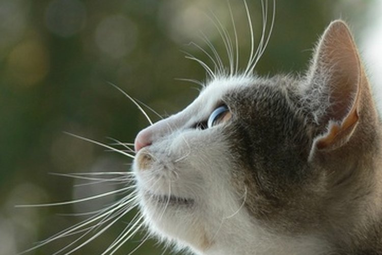 Si tu gato se te acerca repetidamente y te da vuelta la cara con su cola erguida, su lenguaje corporal sugiere que quiere hacerse notar.