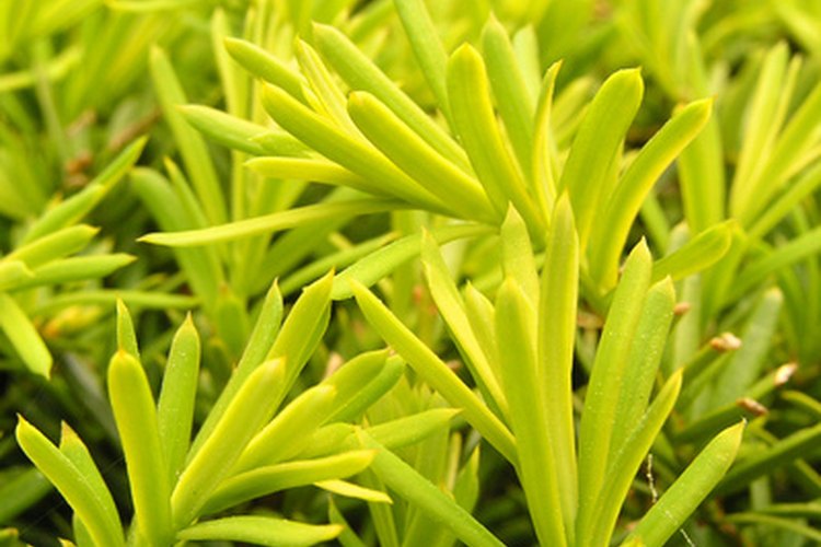 Hojas amarillas en una planta