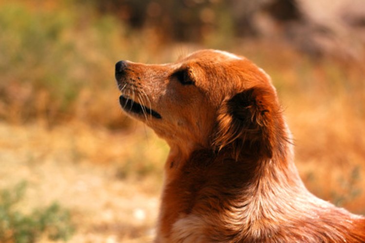Vacunar a los perros anualmente contra algunas enfermedades y virus puede salvar sus vidas.