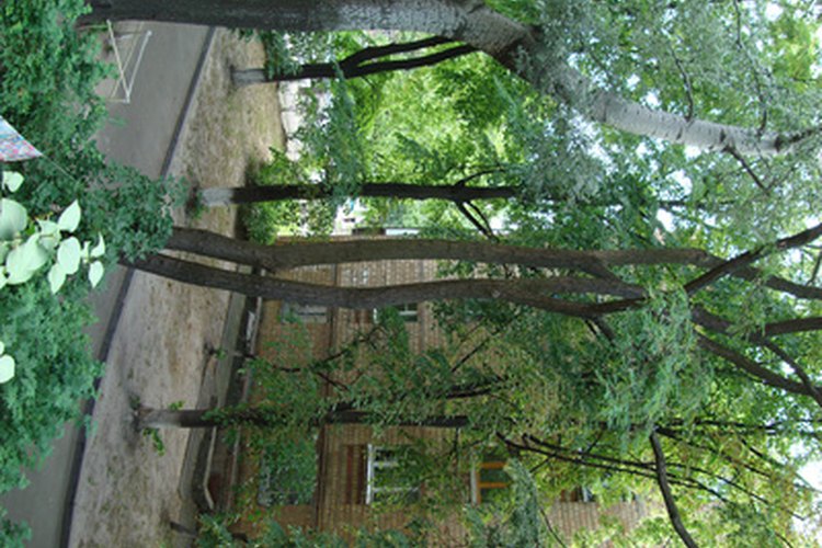 Árboles para jardín delantero