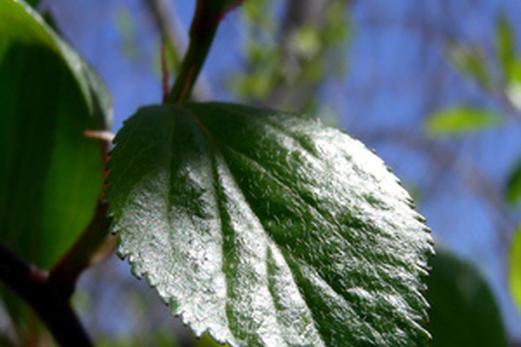 Las plantas usan la fotosíntesis para convertir la luz en energía.