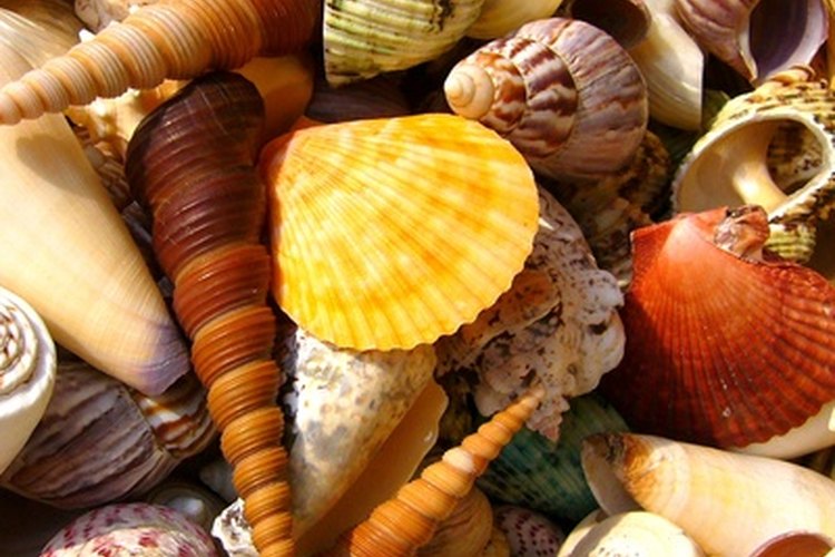 Los amantes del océano disfrutan de colectar diversos tipos de conchas.