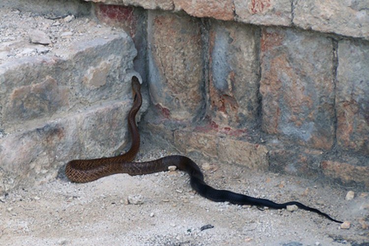La serpiente de cuello anillado es inofensiva.