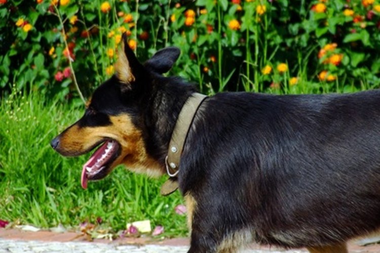 Si tu perro tiene síntomas de problemas renales, deberías descartar un cáncer renal.