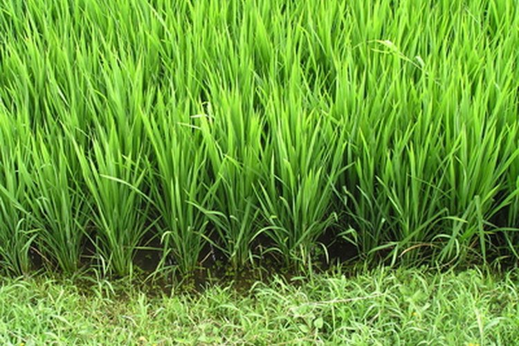 Hojas verdes de arroz.