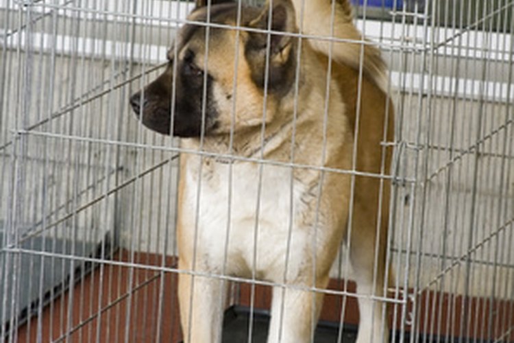 Una jaula le ayuda a un cachorro a sentirse más seguro.