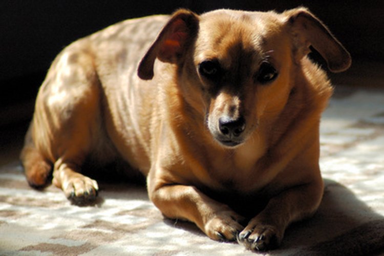 Vigila a tu perro de cerca si se ha comido una roca.