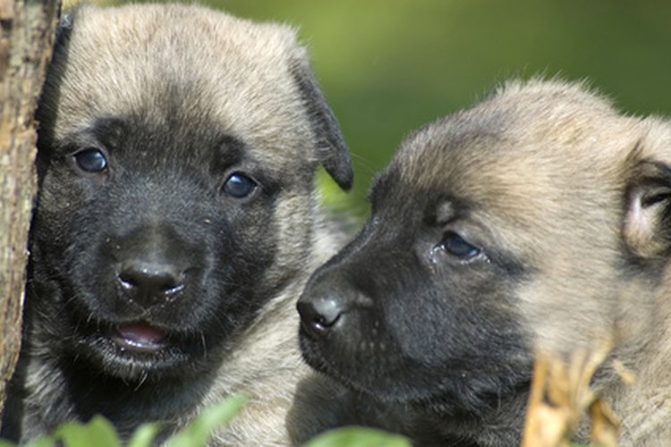 Cachorros.