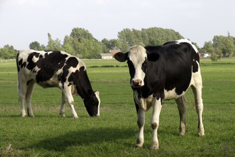 Lo sentimos, no se admiten vacas reales en esta fiesta.