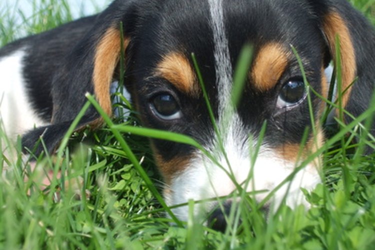 Los cachorros y los perros con sistemas inmunes comprometidos son susceptibles a la tiña.