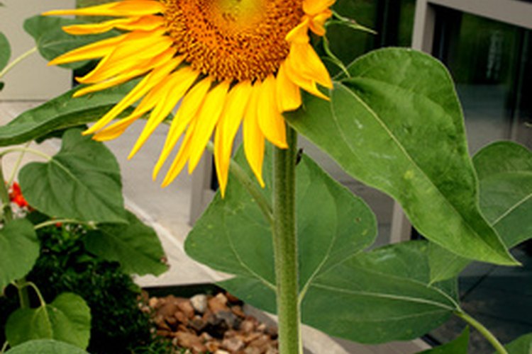 Los girasoles mueven sus flores siguiendo al sol durante el día.