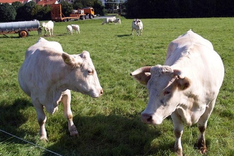 La raza Charolais es una de las más populares en la producción de carne.