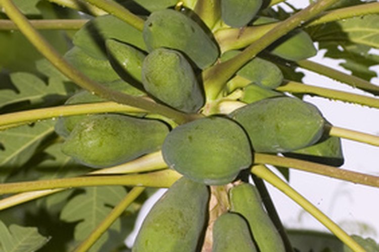 México es el hogar del árbol de papaya.