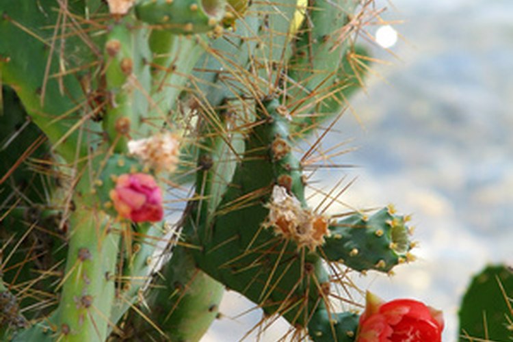 La Opuntia fidicus tiene un fruto conocido como "higo chumbo".
