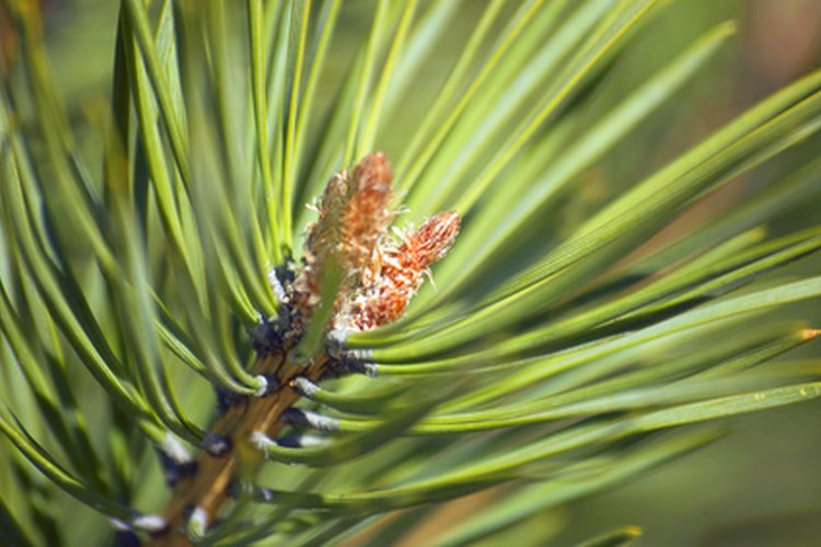 Los pinos conservan sus hojas en forma de agujas a lo largo de todo el año.