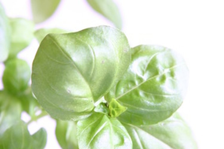 Albahaca.