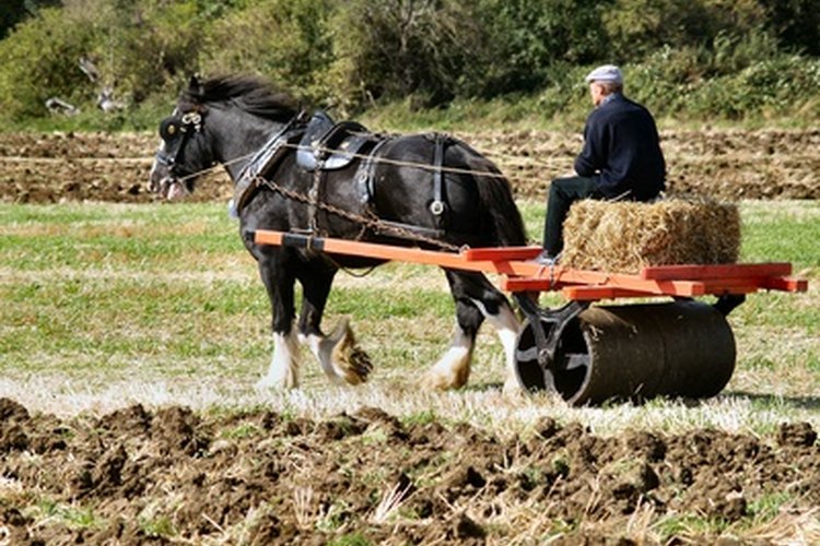 La altura de los caballos varía bastante según las razas.
