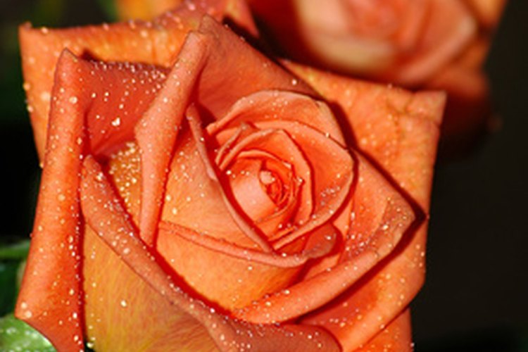 Los rosales floribunda son más pequeños.