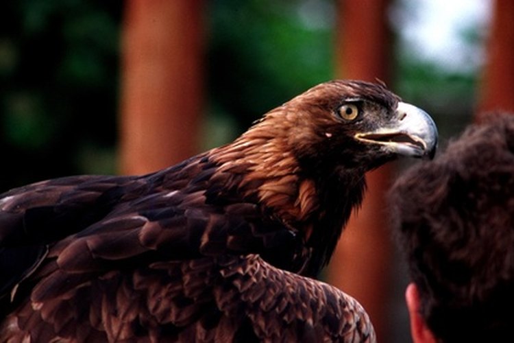 La magnífica águila dorada con su plumaje adulto.