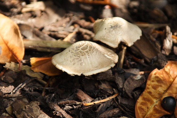Hongos.
