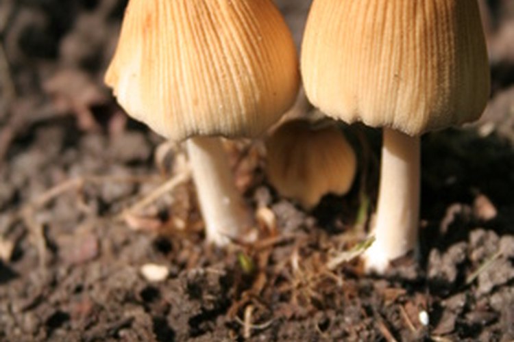 La levadura es un hongo que aparece en la naturaleza.