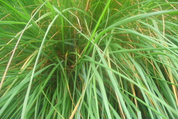 Las plantas eliminan sus desechos de diferentes formas.