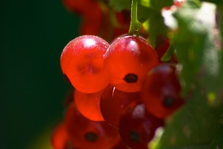 Con las grosellas puedes hacer tu mismo un delicioso vino.