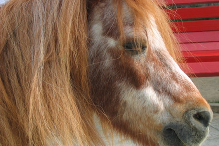 Conoce más sobre cómo cuidar a un poni.