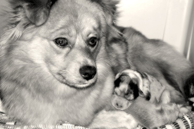 Las perras son instintivamente protectoras de sus cachorros.