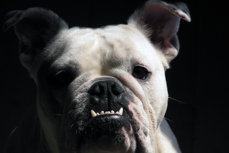 La cara corta del bulldog inglés lo puede hacer susceptible a los problemas respiratorios.