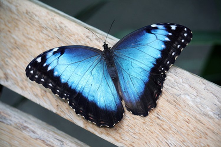 Las mariposas a menudo tienen significados especiales: Una mariposa azul a menudo significa cambio y alegría.