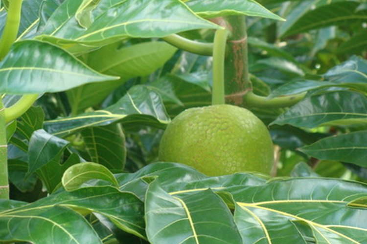 Árbol frutal.