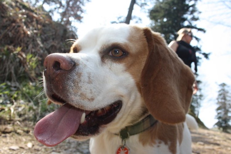 Los beagles, esos felices compañeros del hombre.