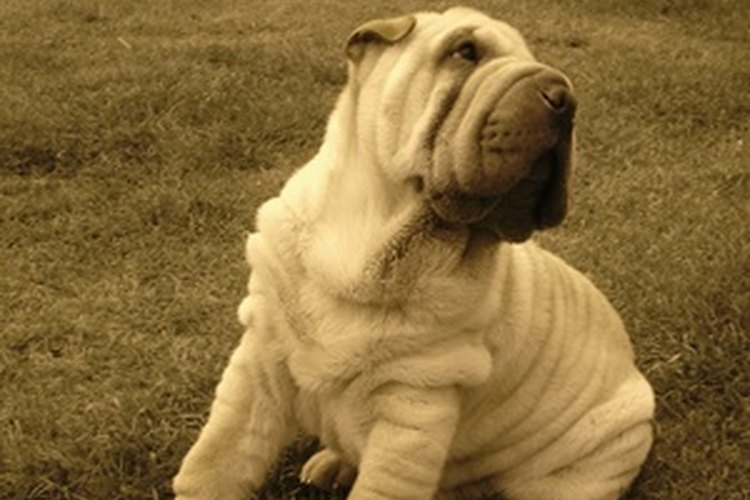 Los shar-pei tienen un alto riesgo de padecer varias enfermedades cutáneas.