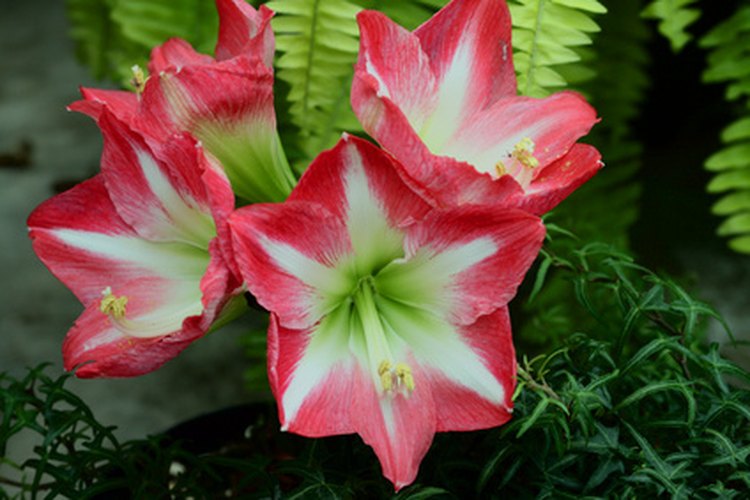 La Amaryllis tipo "Stargazer" en floración.
