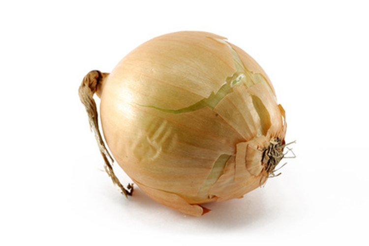Cómo cultivar la cebolla embarazada (Ornithogalum longibracteatum).