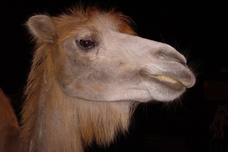 Camello