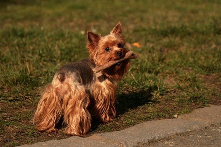 El yorkshire terrier está entre las razas más afectadas por el colapso traqueal.